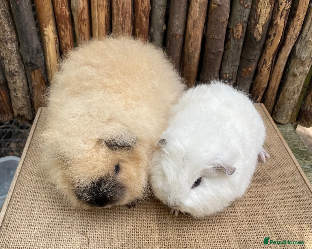 Guinea Pig rodents for sale: Swiss teddy babIes  - Advert 4