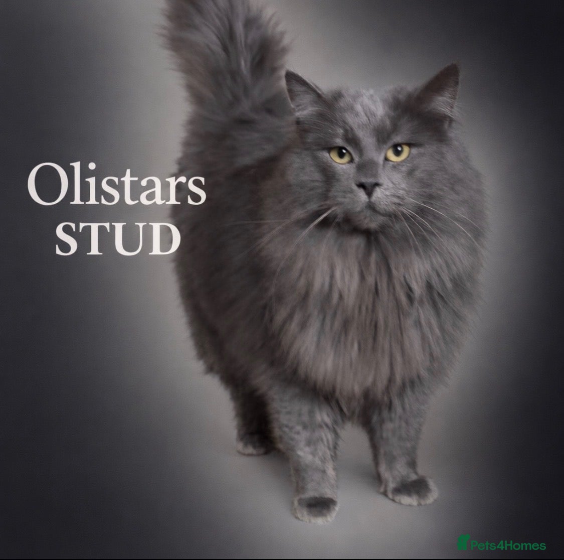 Maine Coon cats XXL SOLID BLUE - Advert 1