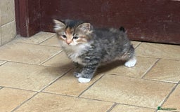 Mixed Breed cats for sale: Beautiful long / short haired kittens  - Image 6