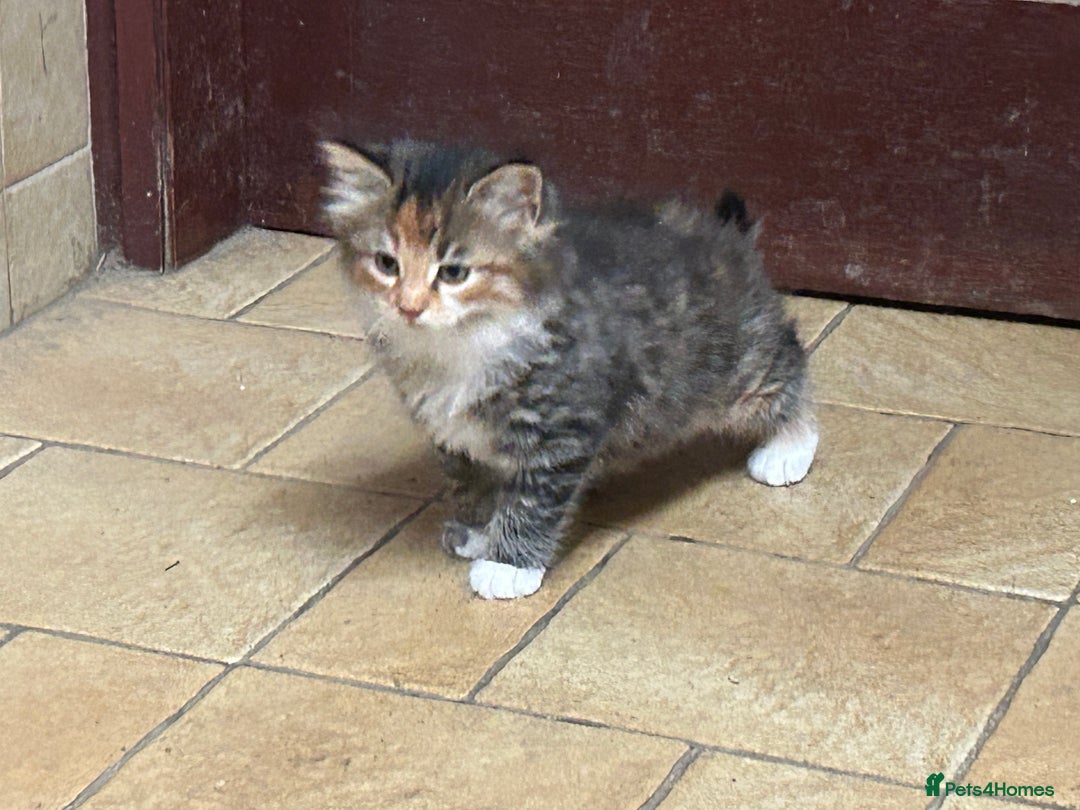 Mixed Breed cats for sale: Beautiful long / short haired kittens  - Image 6