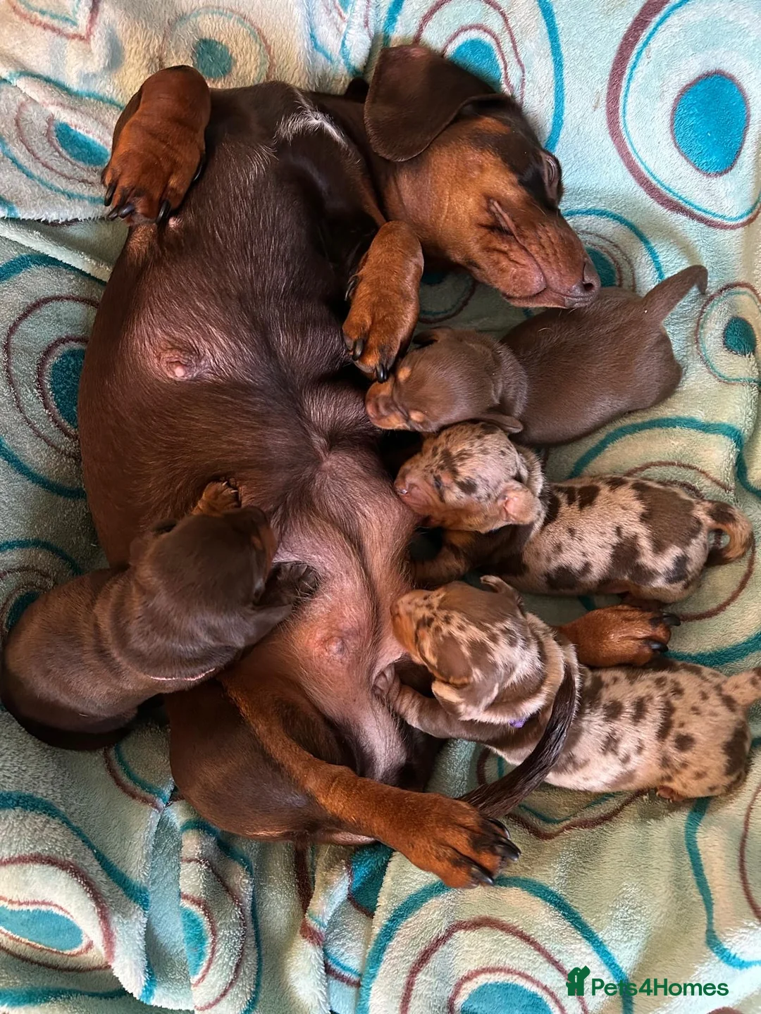 Miniature Dachshund dogs for sale: KC Miniature Dachshund puppies for sale  in Colchester - Advert 6