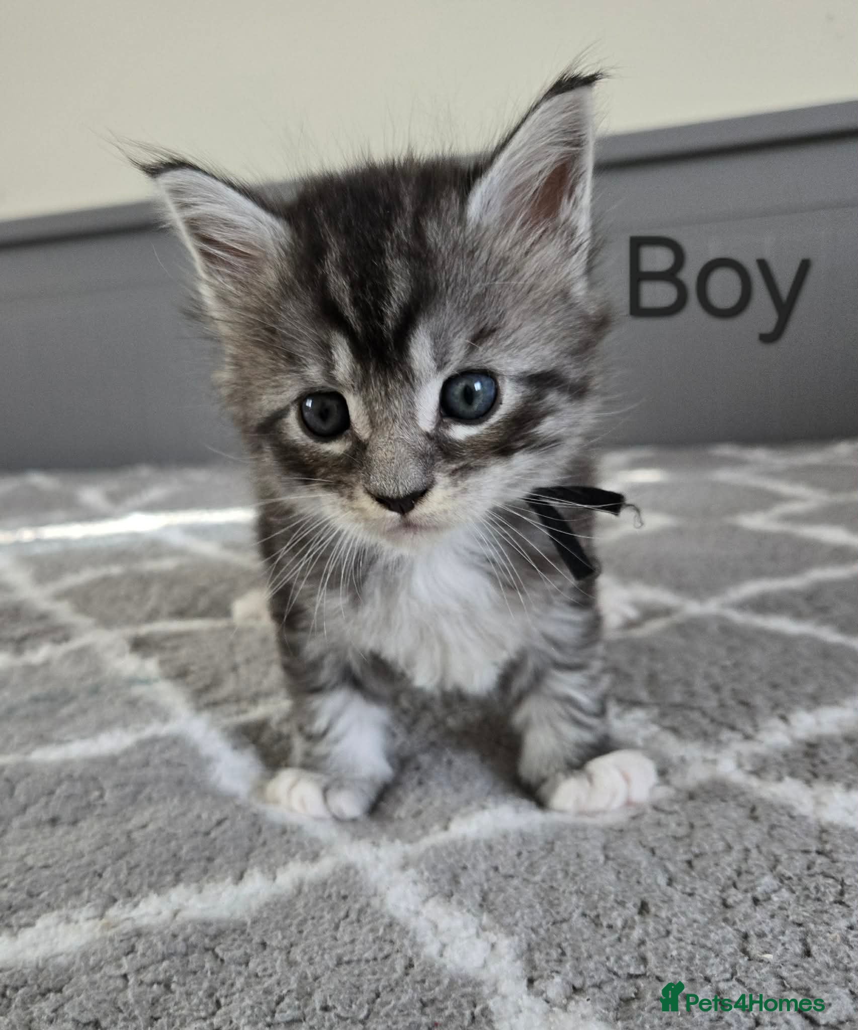 Maine Coon cats 7 Maine Coon kittens. - Advert 1