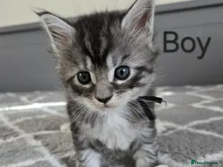 Maine Coon cats 7 Maine Coon kittens. - Advert 1