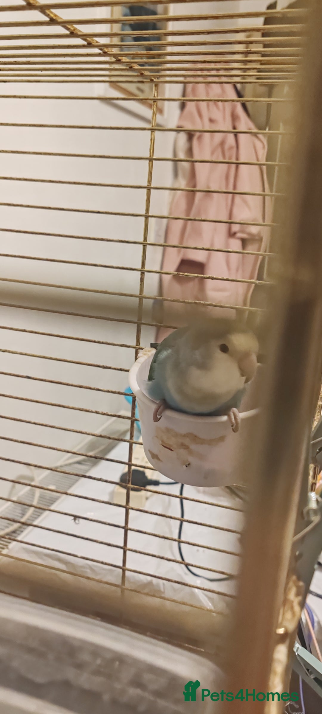 Lovebirds birds for sale: Semi Tamed Love Bird Needs New Home - Advert 5