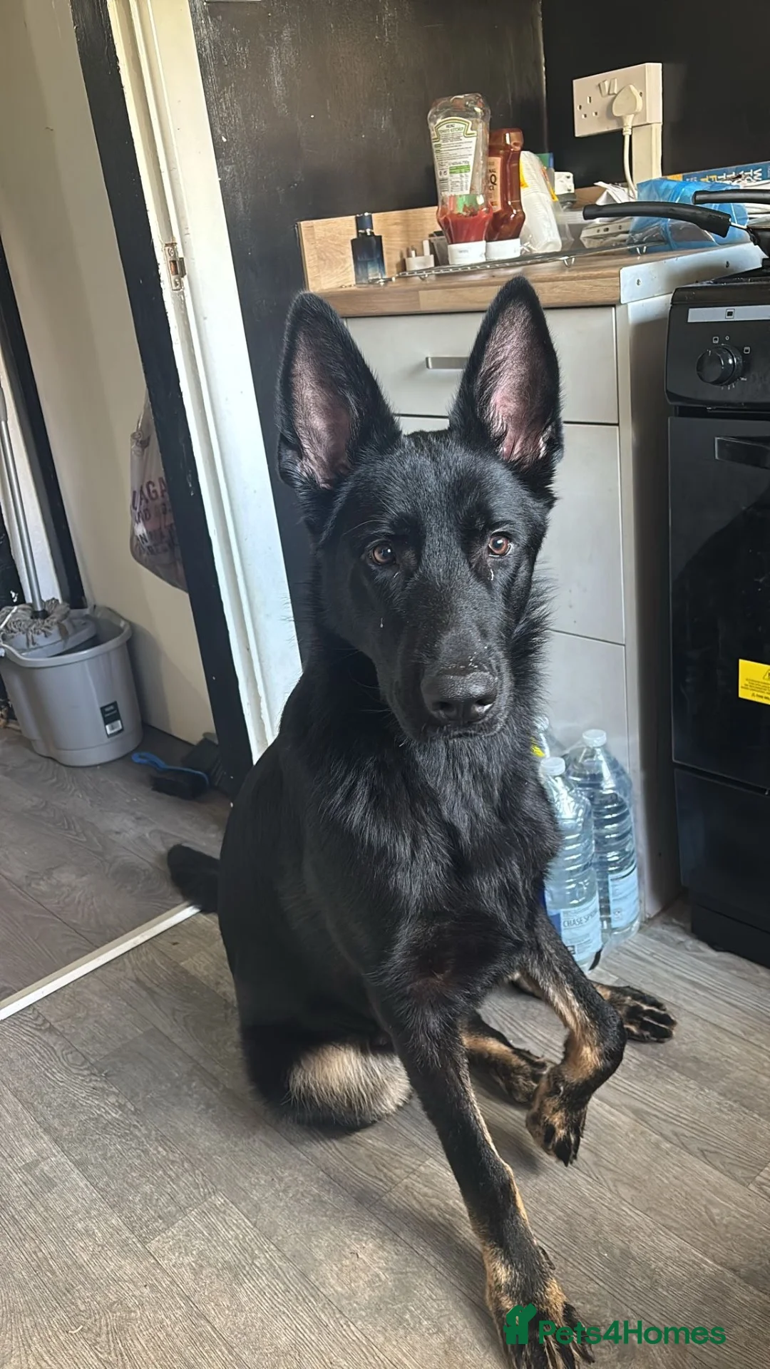 German Shepherd dogs for sale: Male German Shepard  - Advert 1