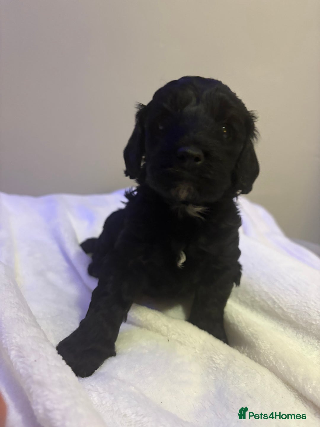 Cavapoo dogs for sale: 2 beautiful cavapoo puppies for sale.  - Advert 2
