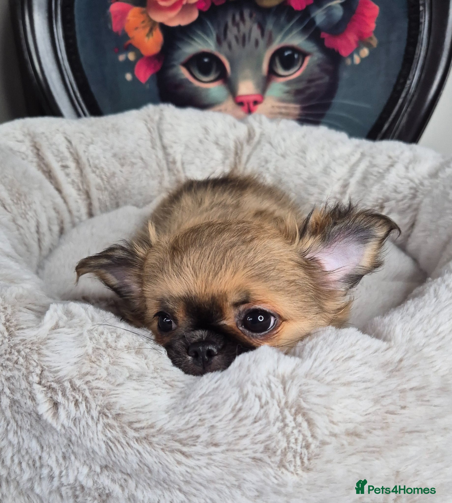 Chihuahua dogs ⚜️KC registered tiny Chihuahua puppies  - Advert 11