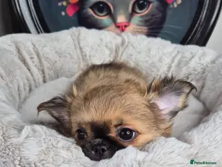 Chihuahua dogs ⚜️KC registered tiny Chihuahua puppies - Advert 11