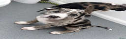 Mixed Breed dogs for sale: Female back available Beautiful unique bullherder  - Advert 12