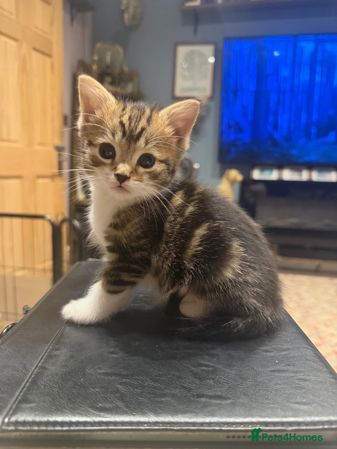 Mixed Breed cats for sale: Ragdoll cross domestic longhair kittens  - Advert 2