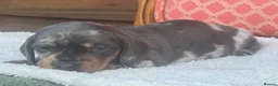 Miniature Dachshund dogs for sale: Miniature dachshunds puppies - Advert 10