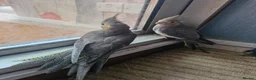 Cockatiels birds for sale: Semi tame baby cockatiels  - Advert 6