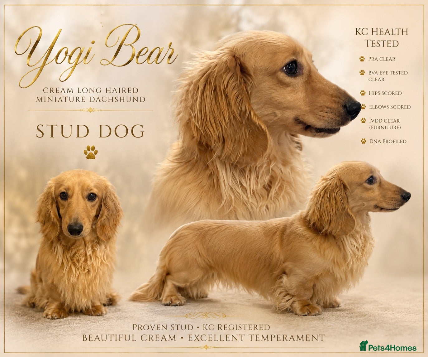 Miniature Dachshund dogs incredible cream long haired stud boy - Advert 12