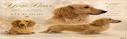 Miniature Dachshund dogs for stud: incredible cream long haired stud boy - Advert 1