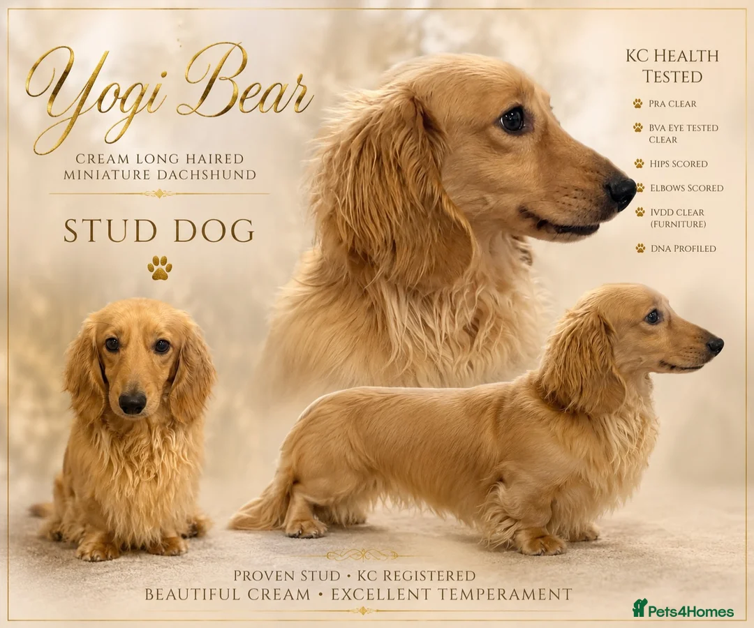 Miniature Dachshund dogs for stud: incredible cream long haired stud boy - Advert 1