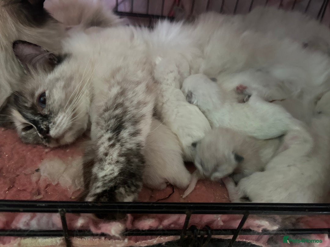 Ragdoll cats for sale: 🐾 GCCF Pedigree ragdolls🐾 - Image 12
