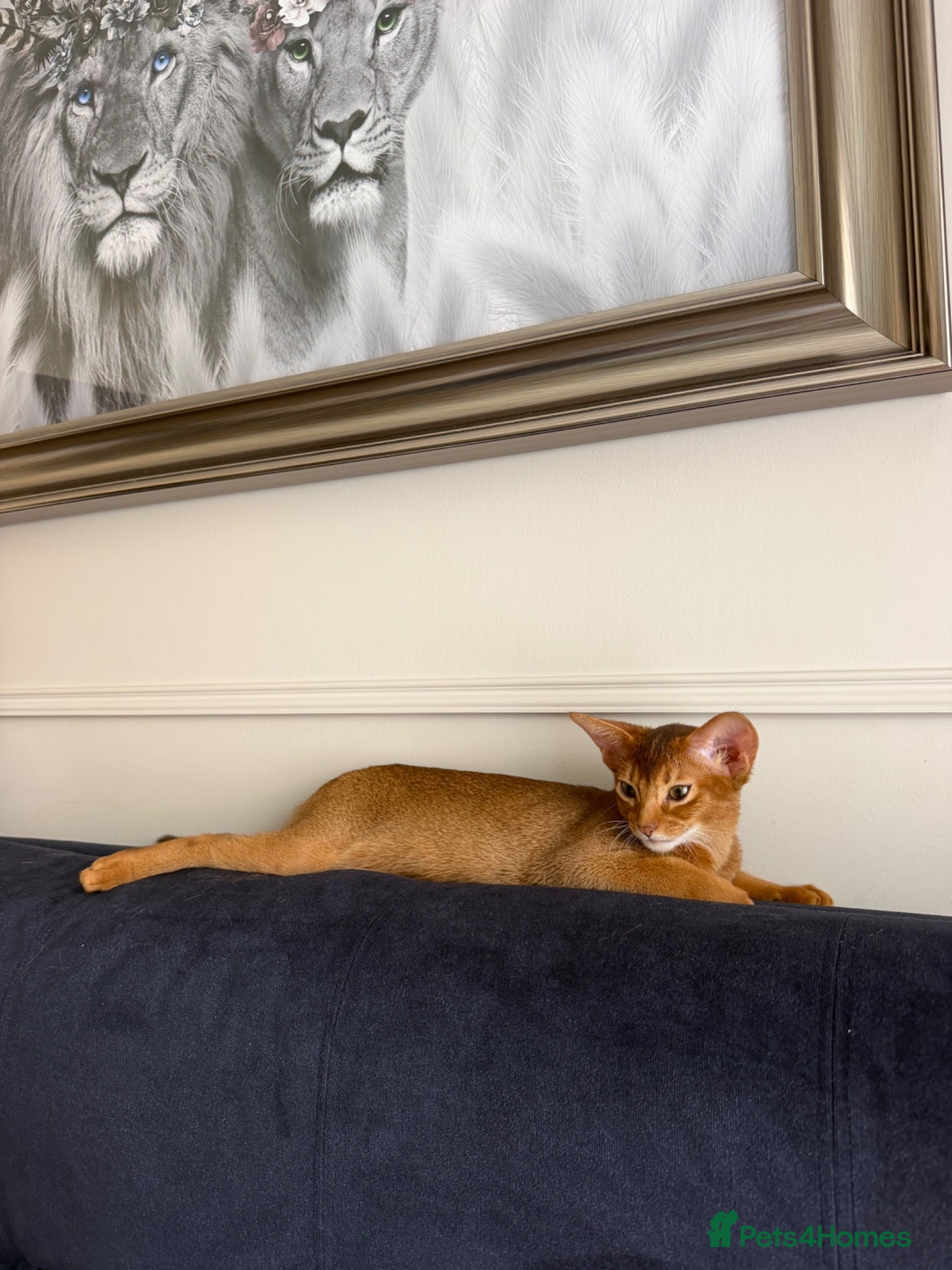 Abyssinian cats Pure Abyssinian 🌸Ready for New Home - Advert 2