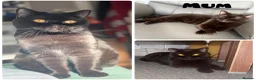 British Shorthair cats for sale: 👑 Exceptional BSH Cream Golden Tipped Girl 👑 - Advert 3