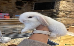 Mini Lop rabbits for sale: 🐰 Beautiful Mini Lop Bunnies 🐰 - Image 6