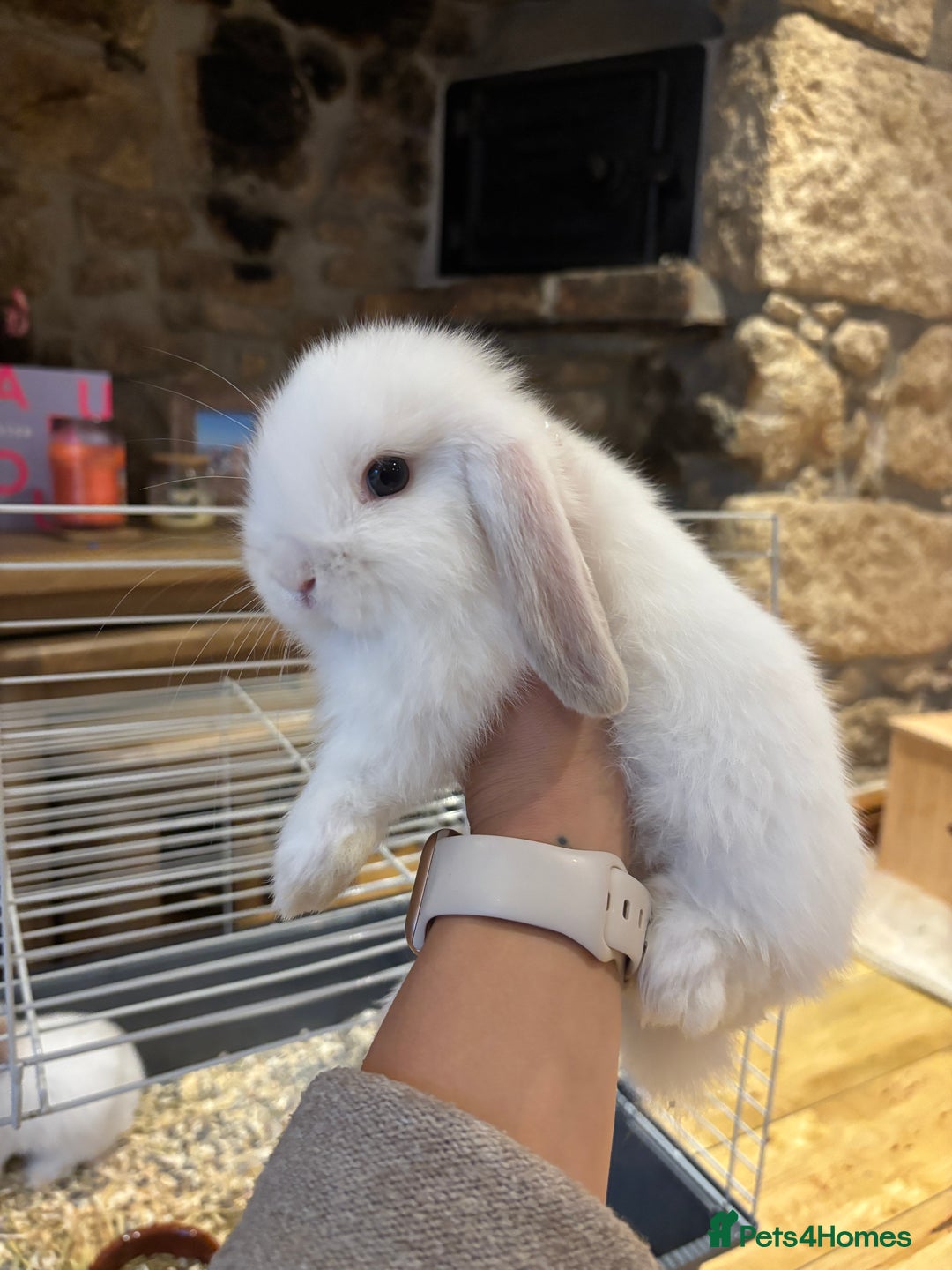 Mini Lop rabbits for sale: 🐰 Beautiful Mini Lop Bunnies 🐰 - Image 6