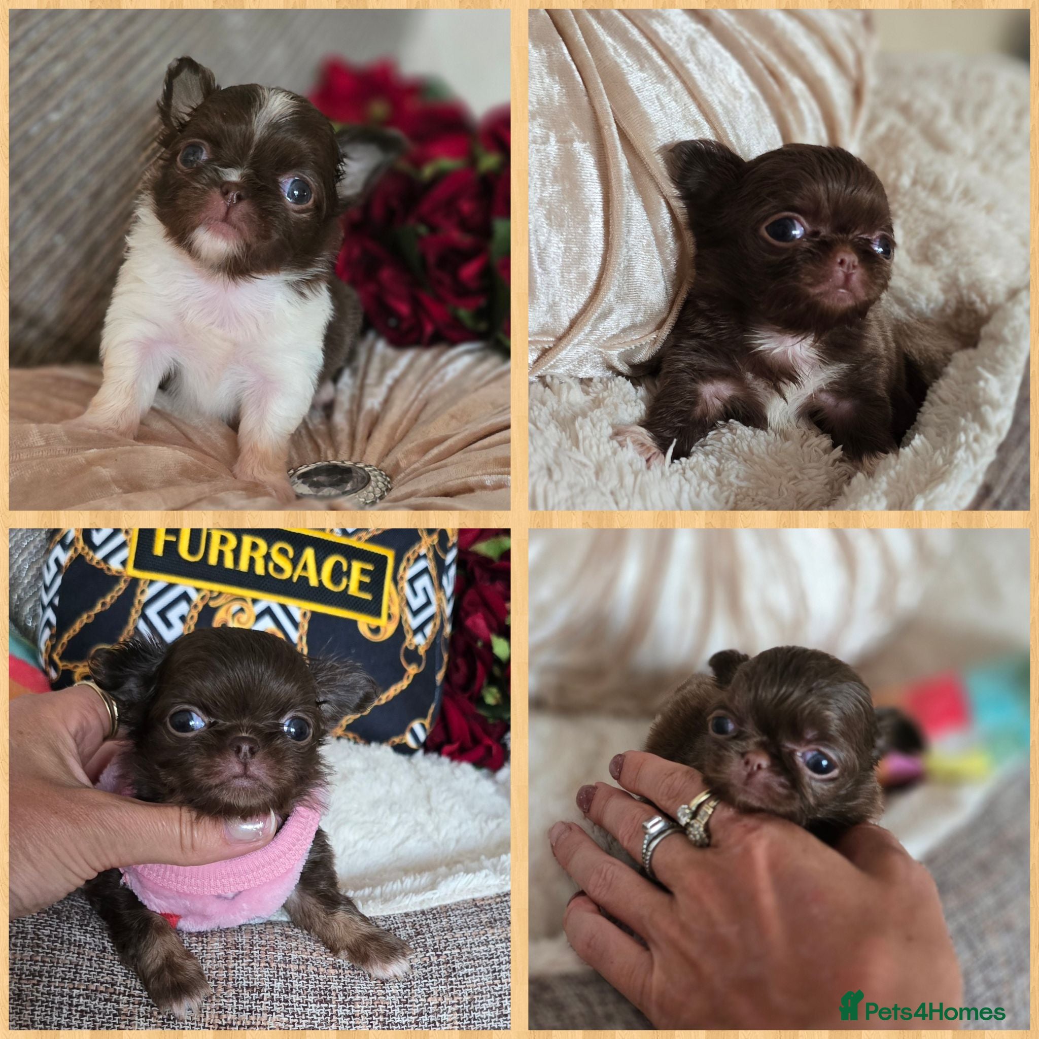 Chihuahua dogs Xx quality chocolate longcoat chihuahua puppies Xx - Advert 1