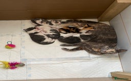 Russian Blue cats for sale: Kittens for sale  - Image 1