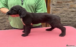Afghan Hound dogs for sale: Afghan Hound Litter  - Image 21