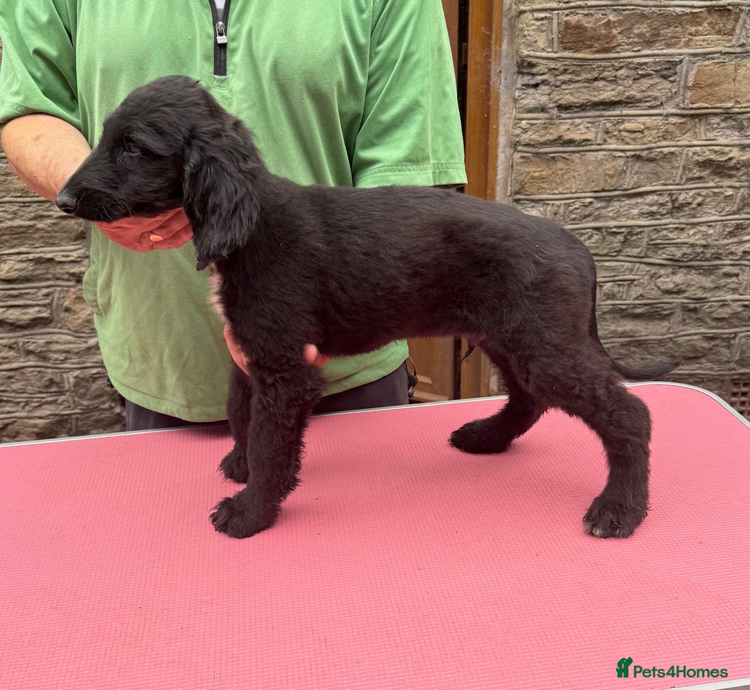 Afghan Hound dogs for sale: Afghan Hound Litter  - Image 21