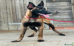Belgian Shepherd Dog dogs for sale: Belgian Malinois / Dutch Herder  - Image 21