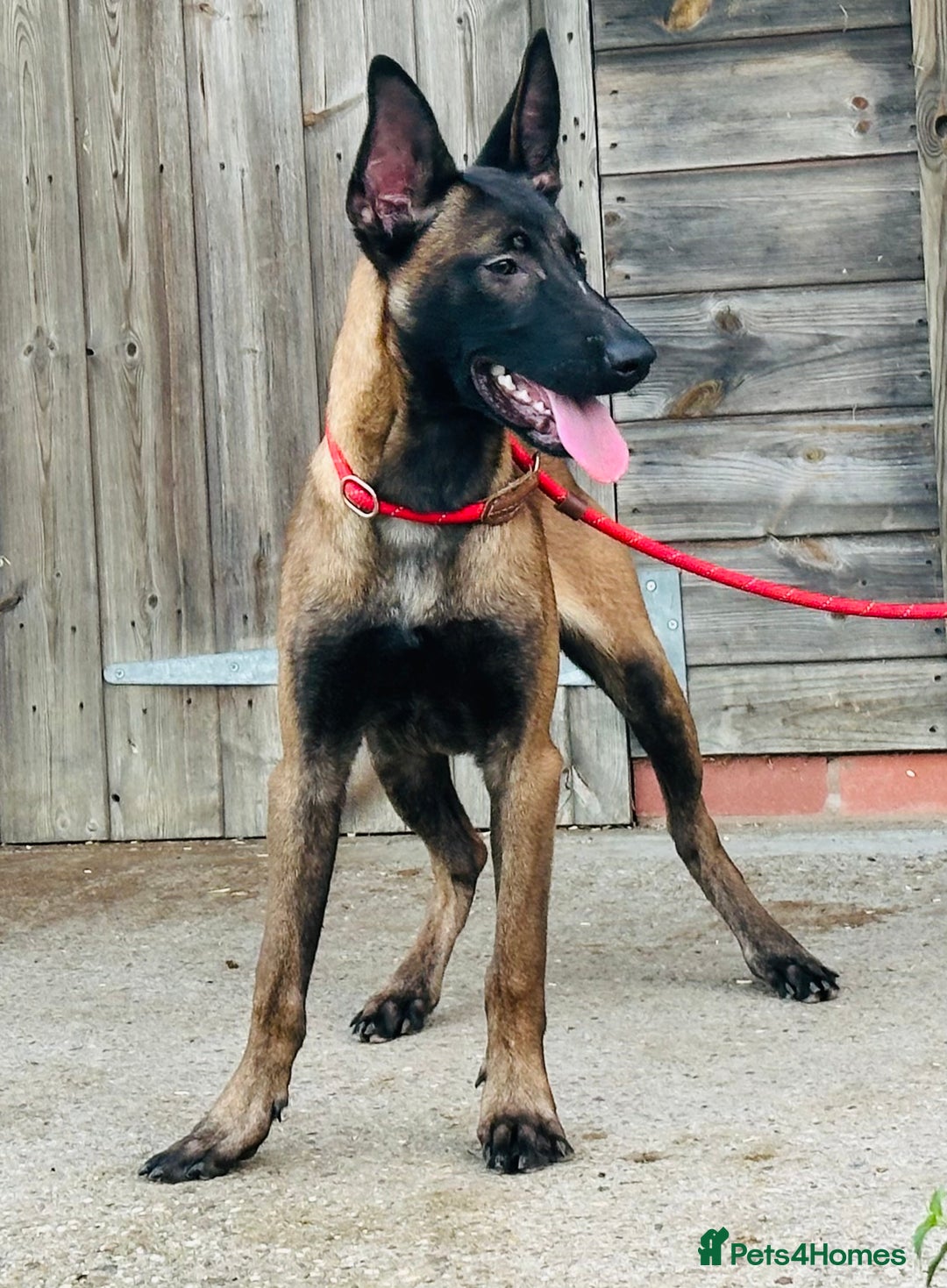 Belgian Shepherd Dog dogs for sale: Belgian Malinois / Dutch Herder  - Image 21