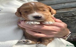 Cockapoo dogs for sale: Stunning Cockapoo Puppies KC Reg Parents - Image 12