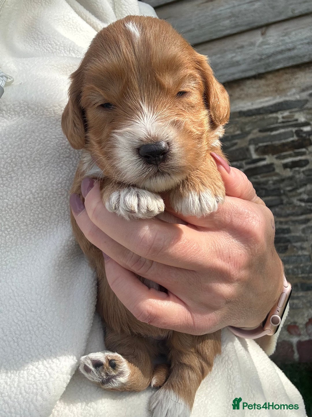 Cockapoo dogs for sale: Stunning Cockapoo Puppies KC Reg Parents - Image 12