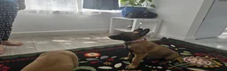 Belgian Shepherd Dog dogs for sale: 5 Belgian Shepherd Malinois Puppies - Advert 3