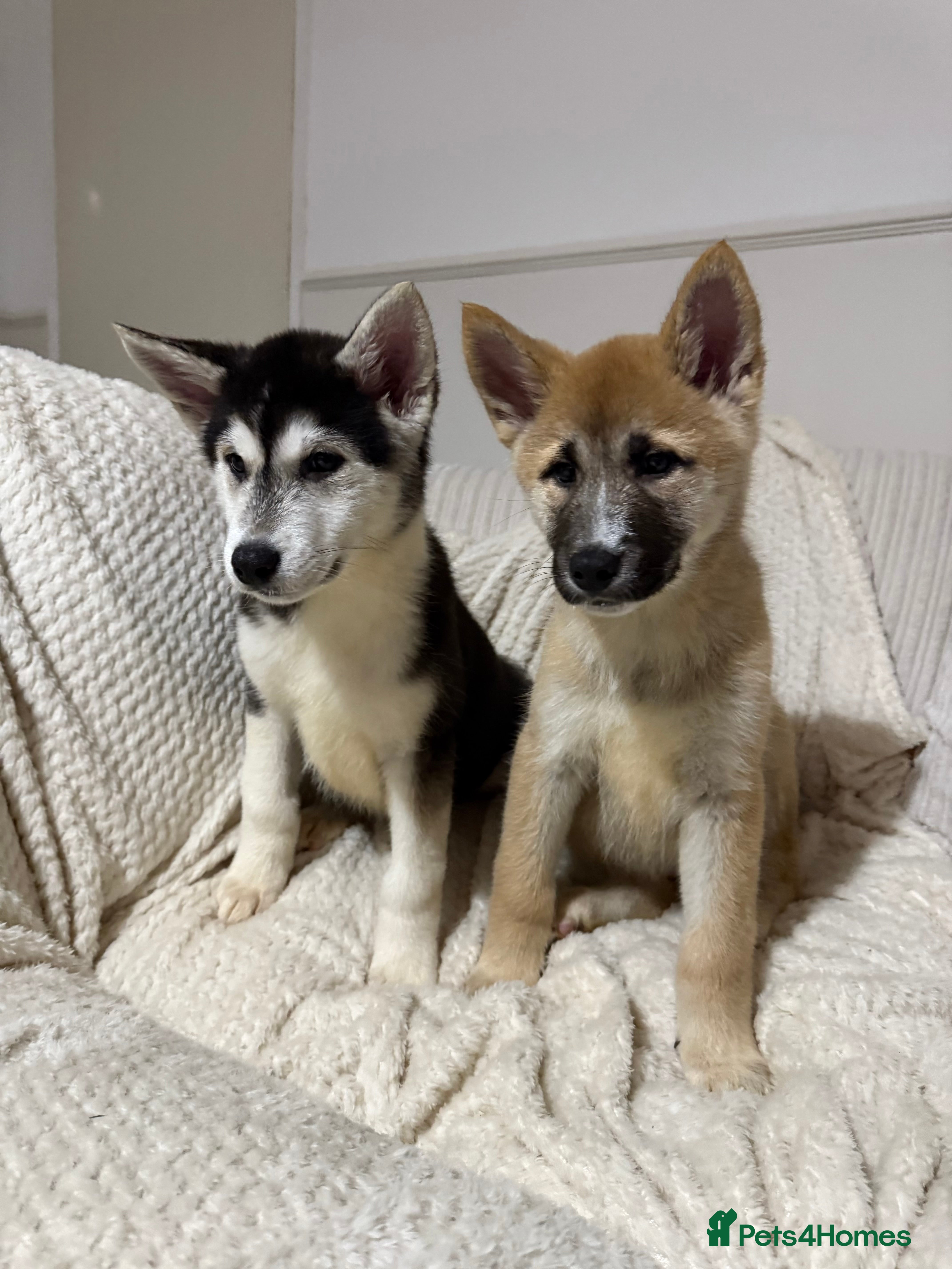 Huskita dogs FULLY VACCINATED Huskita Puppies 🤍 REDUCED  - Advert 1