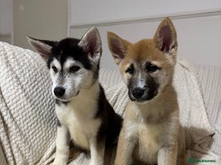 Huskita dogs FULLY VACCINATED Huskita Puppies 🤍 REDUCED - Advert 2