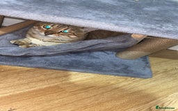 Bengal cats for sale: Male bengal - Image 2