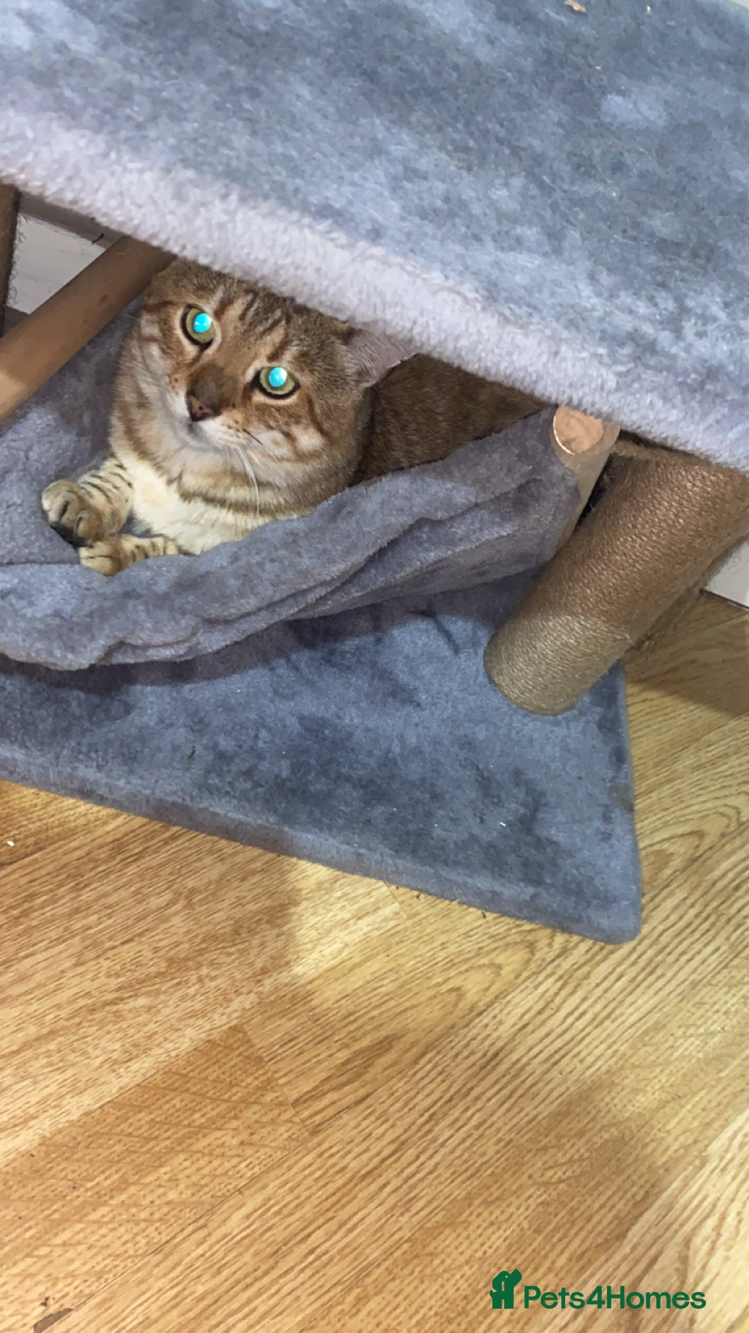 Bengal cats for sale: Male bengal - Image 2