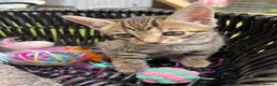 Bengal cats for sale: Bengal / British shorthair  - Advert 8