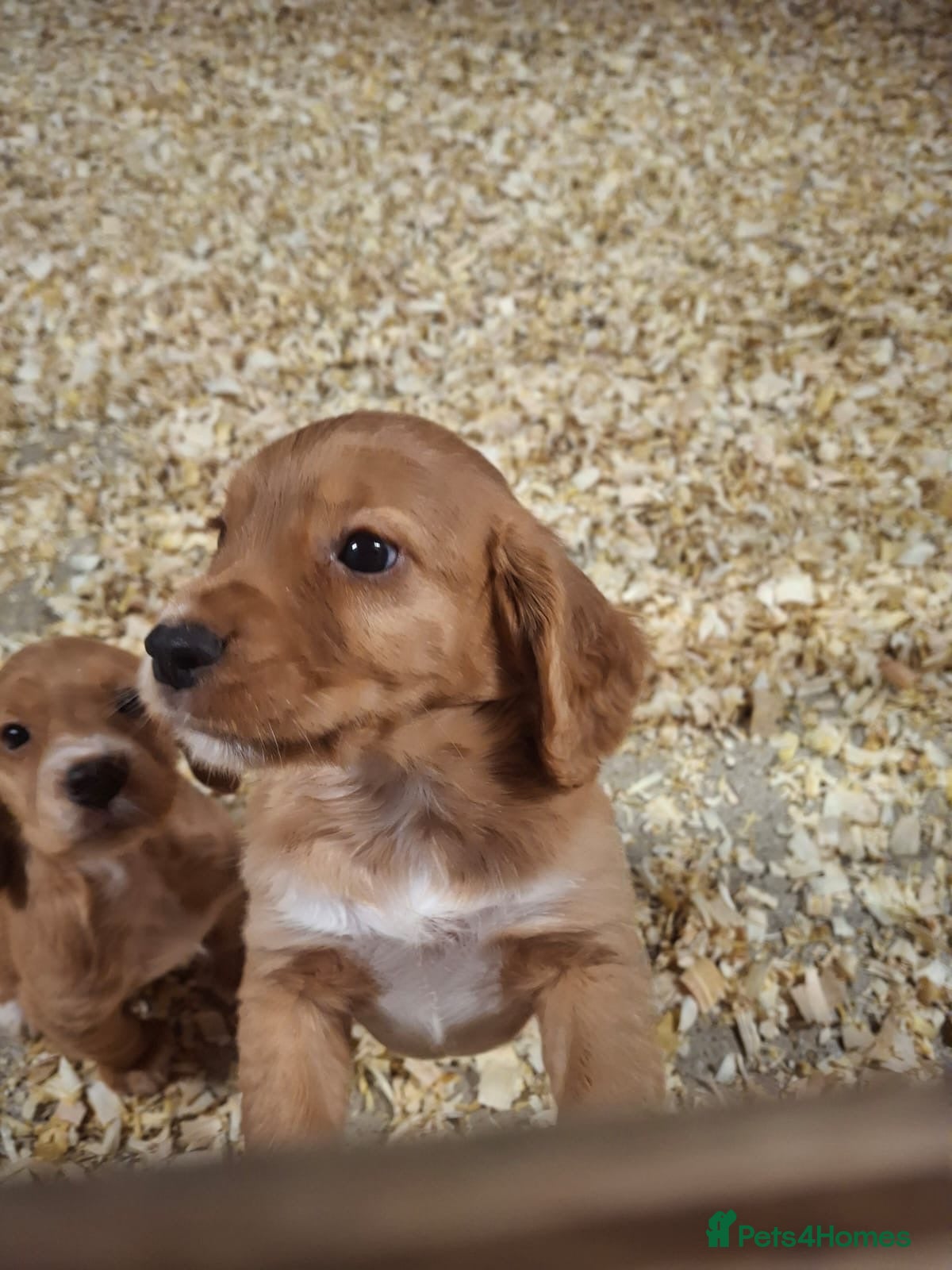 Cocker Spaniel dogs for sale: Beautiful KC Cocker Puppies  - Advert 1