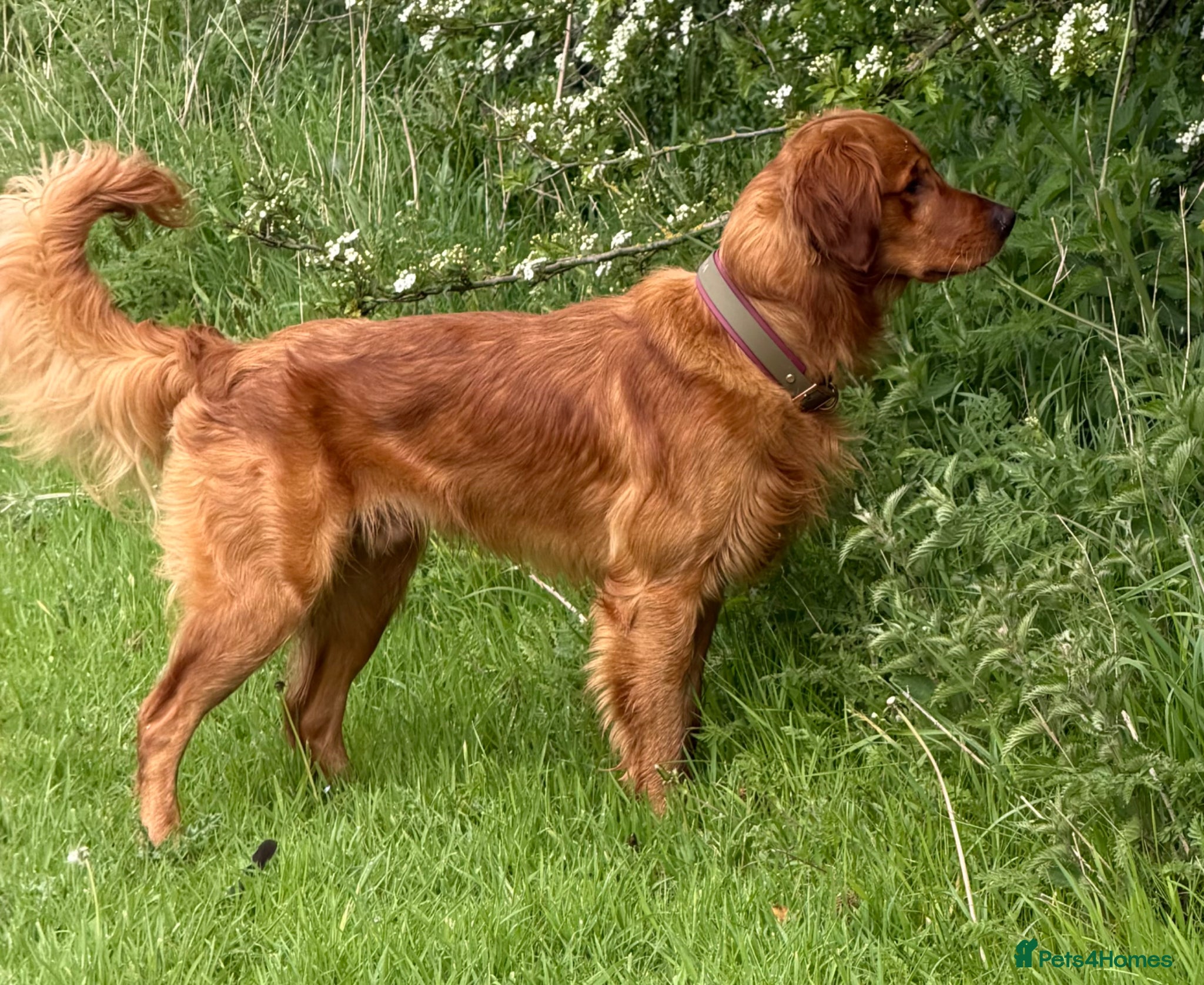 Golden Retriever dogs Fantastic Golden Retriever Stud  - Advert 1