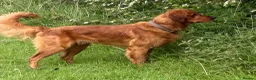Golden Retriever dogs for stud: Fantastic Golden Retriever Stud  - Advert 1