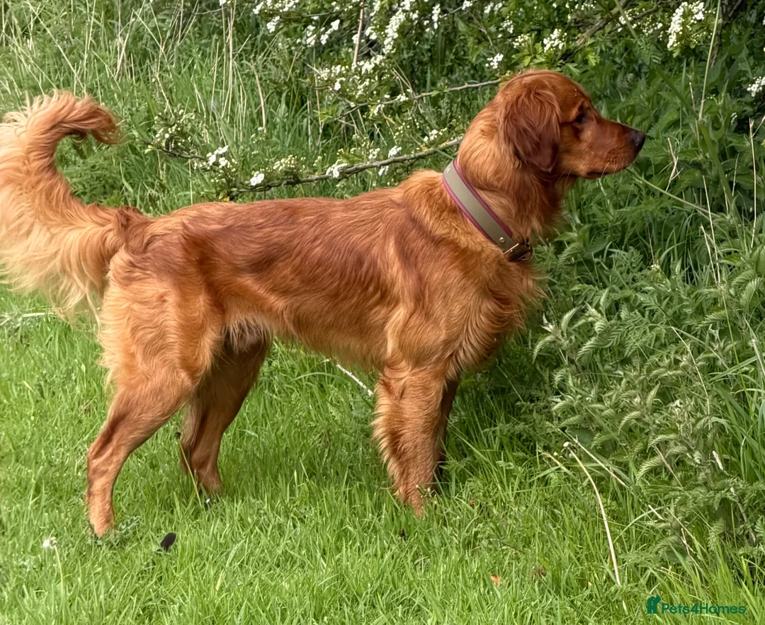 Golden Retriever dogs for stud: Fantastic Golden Retriever Stud  - Advert 1