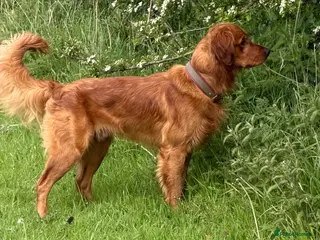 Golden Retriever dogs for stud: Fantastic Golden Retriever Stud - Advert 1
