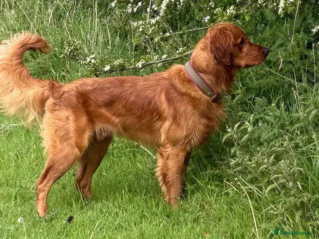Golden Retriever dogs Fantastic Golden Retriever Stud - Advert 2