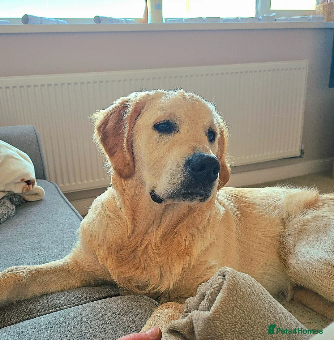 Golden Retriever dogs for sale: KC Registered Golden Retriever 9mths old Henry in Porthcawl - Advert 1