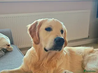 Golden Retriever dogs KC Registered Golden Retriever 9mths old Henry - Advert 16