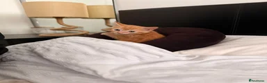 Domestic Shorthair 3