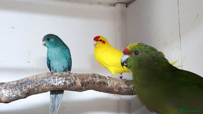 Parakeets birds Kakariki - Advert 4