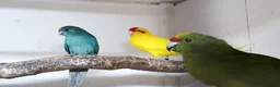 Parakeets birds for sale: Kakariki - Advert 1