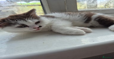 British Shorthair cats - Advert 5
